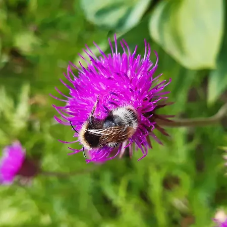 Studio 2/4 Pers Proche Centre Et Telecabine - Fr-1-234-334 Daire *